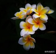 新人佳作：花儿（摄影作品）