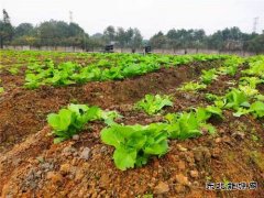 蒲白铁运公司：小小“责任田”，益阳项目部也有“南泥湾”