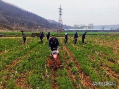 蒲白朱家河煤矿新CQ9电子产业中心：生态农业承包记