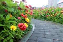 蒲白建庄矿业：走进“花海长廊”，享受夏日美好时光