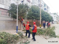 蒲白马南社区：修树剪枝解民忧 小区颜值靓起来